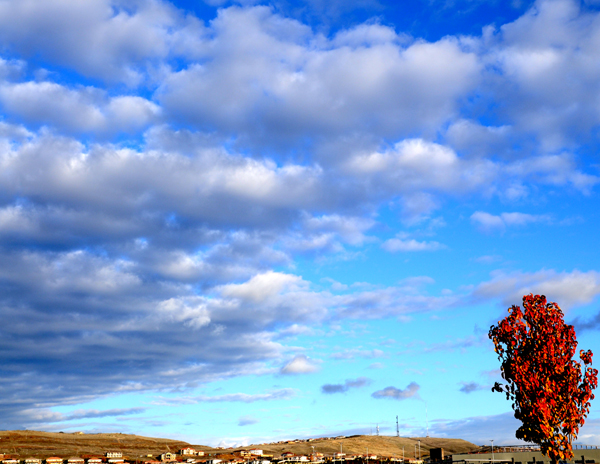 tree sky corner 600ph