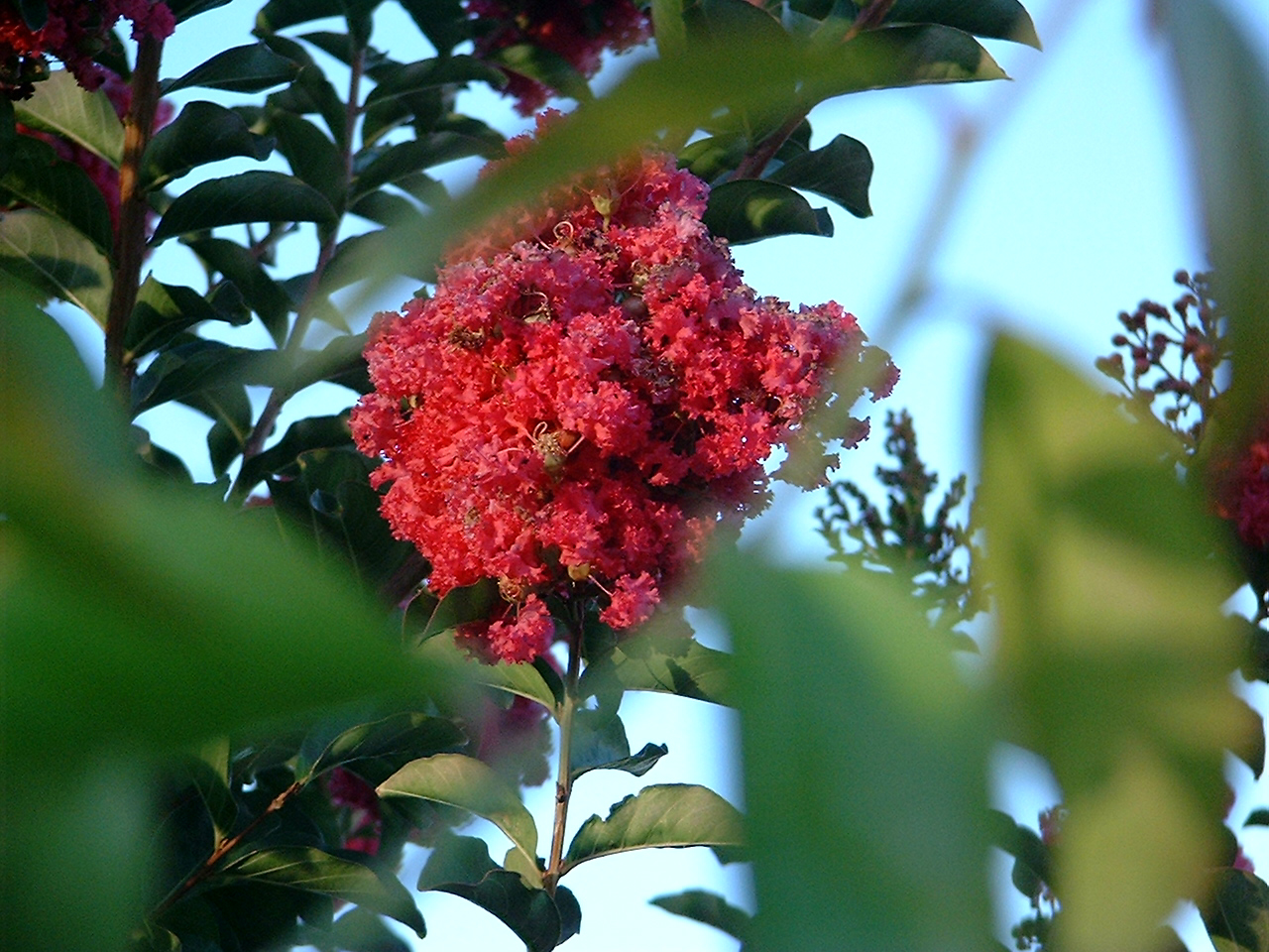 red_green_!!!_large_4