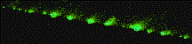 comet0317-5.GIF (2915 bytes)